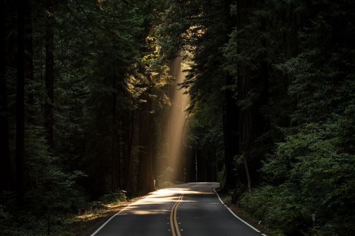 Sunlight peaking through forest covered road