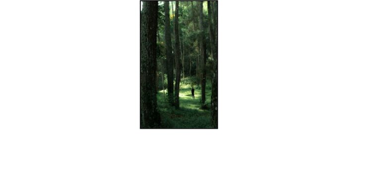 Man in a clearing of a tall tree forest with sunlight shining right in front of his feet